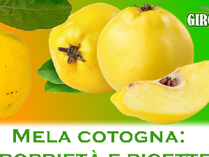 Mela cotogna: proprietà e ricette