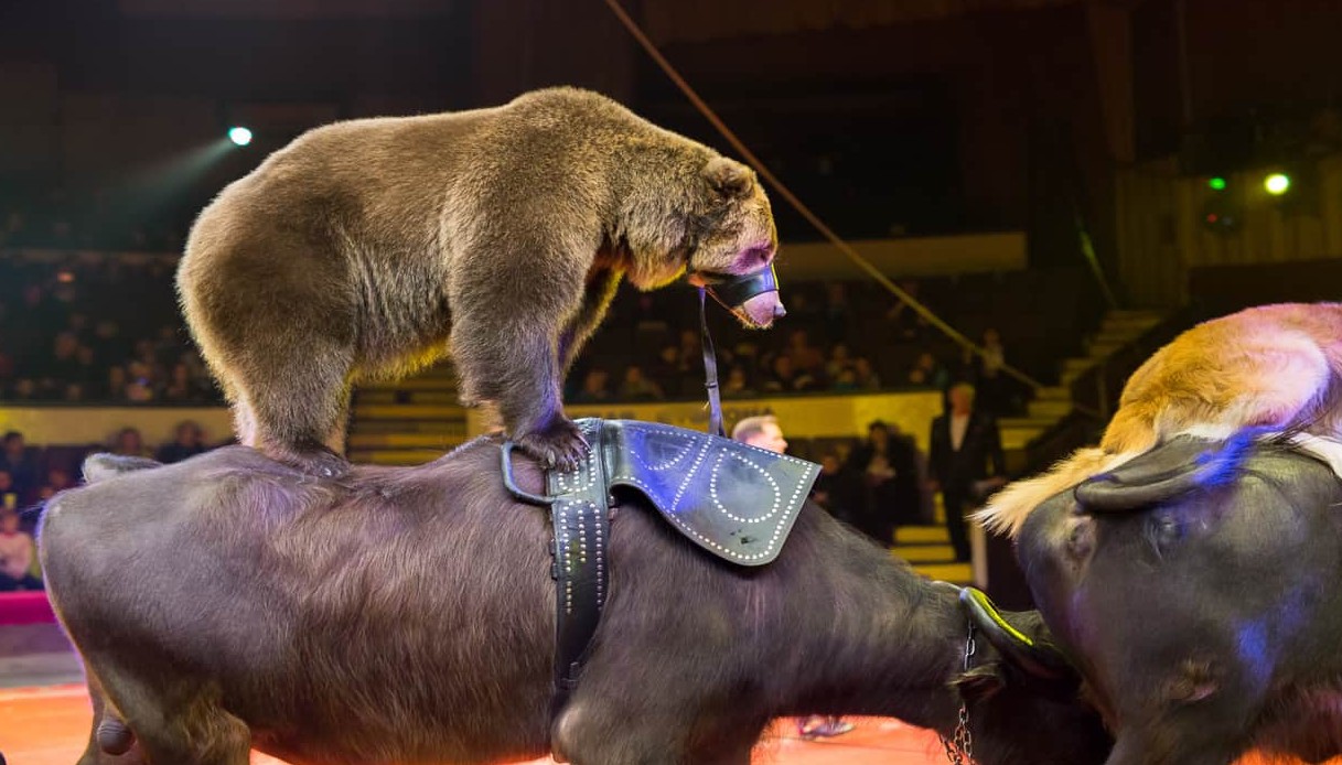 La Lega Anti-Vivisezione (LAV) lancia un appello urgente contro lo sfruttamento degli animali nei circhi italiani