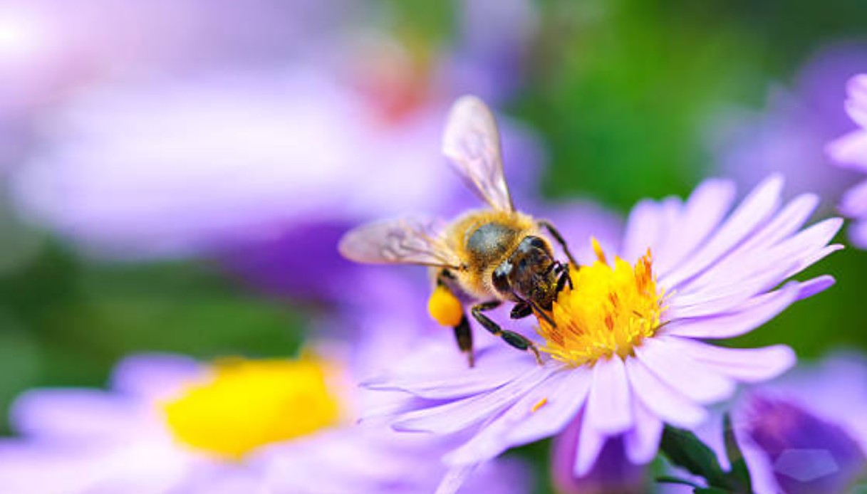 Negli Stati Uniti cresce il numero delle api: ma solo grazie alle norme fiscali