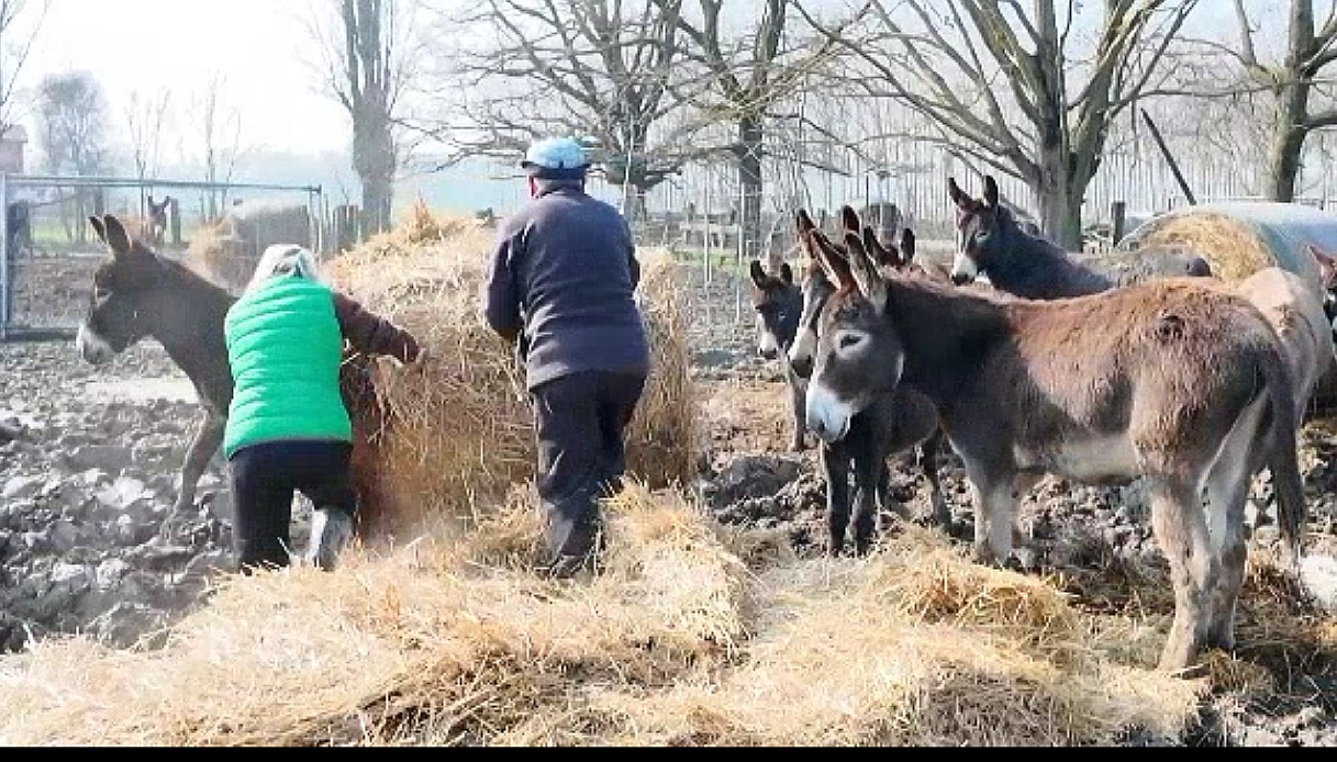 Modena:Asini messi all'asta salvati dagli animalisti, comprati per 33mila euro: non andranno al macello, ora potranno essere adottati