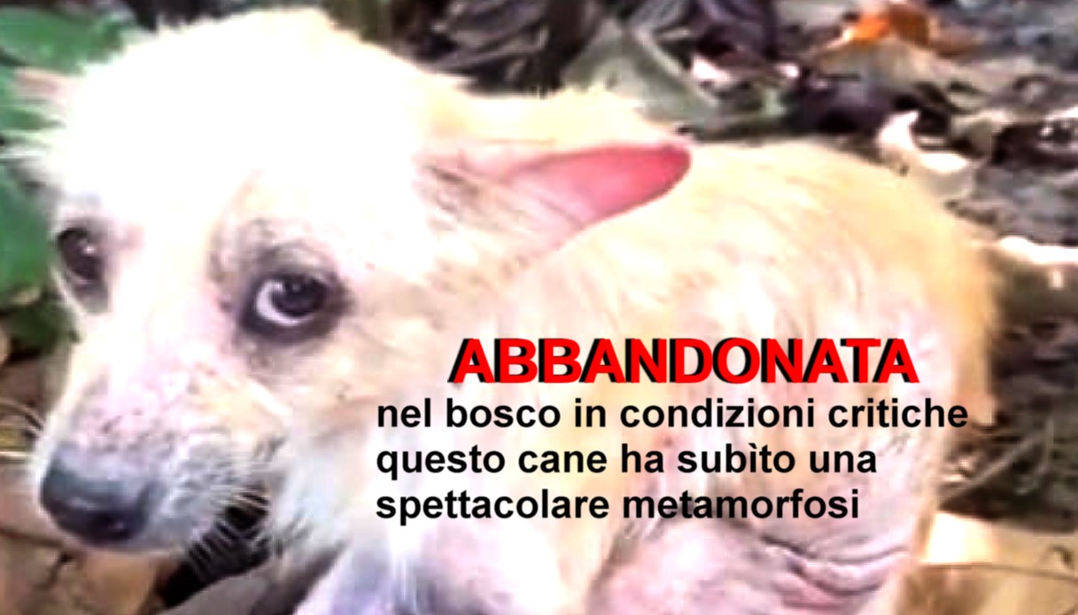 Abbandonata nel bosco in condizioni critiche, questo cane ha subìto una spettacolare metamorfosi