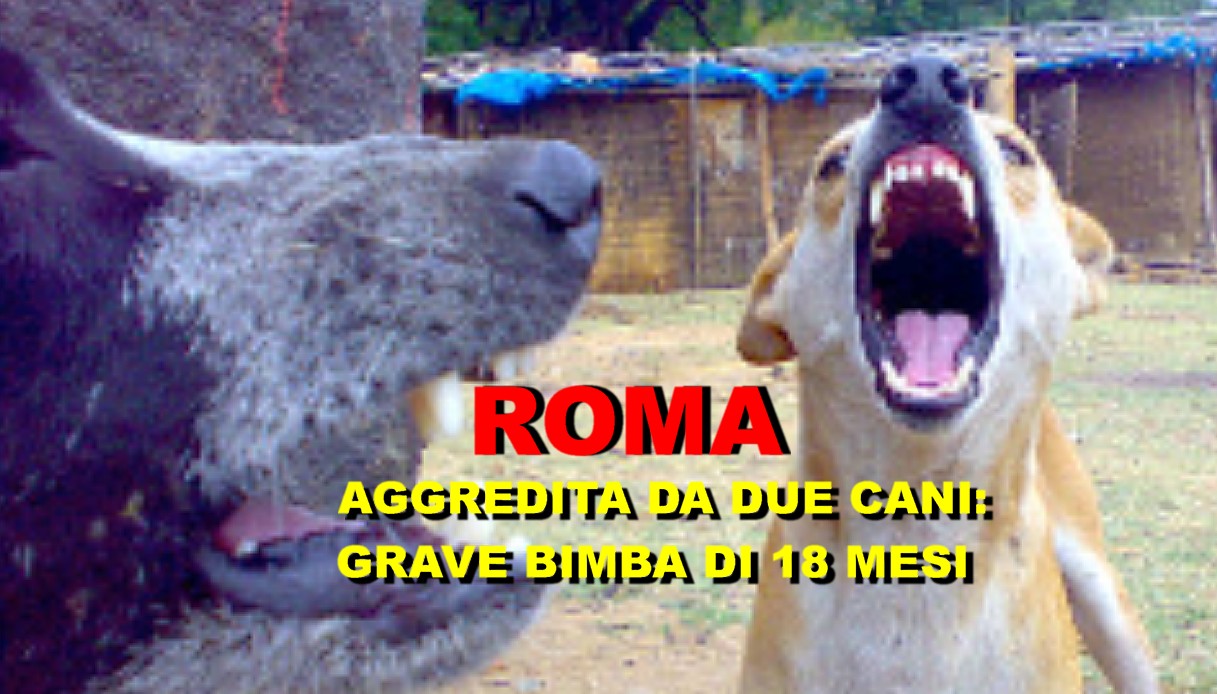 Aggredite da due cani: grave bimba di 18 mesi, amputato braccio alla nonna