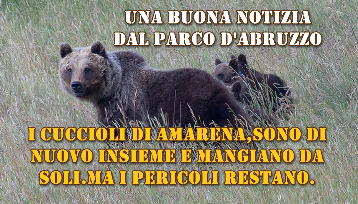 Una buona notizia dal parco d’Abruzzo: i cuccioli di Amarena, l’orsa uccisa a fucilate, sono di nuovo insieme e mangiano da soli. Ma i pericoli restano. 