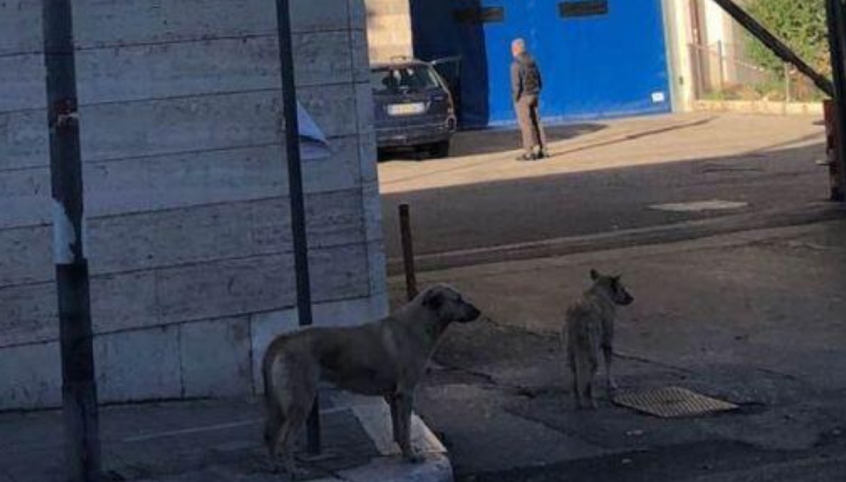 Andria, ricoverata in ospedale: due cani attendono per quindici giorni l'uscita della padrona