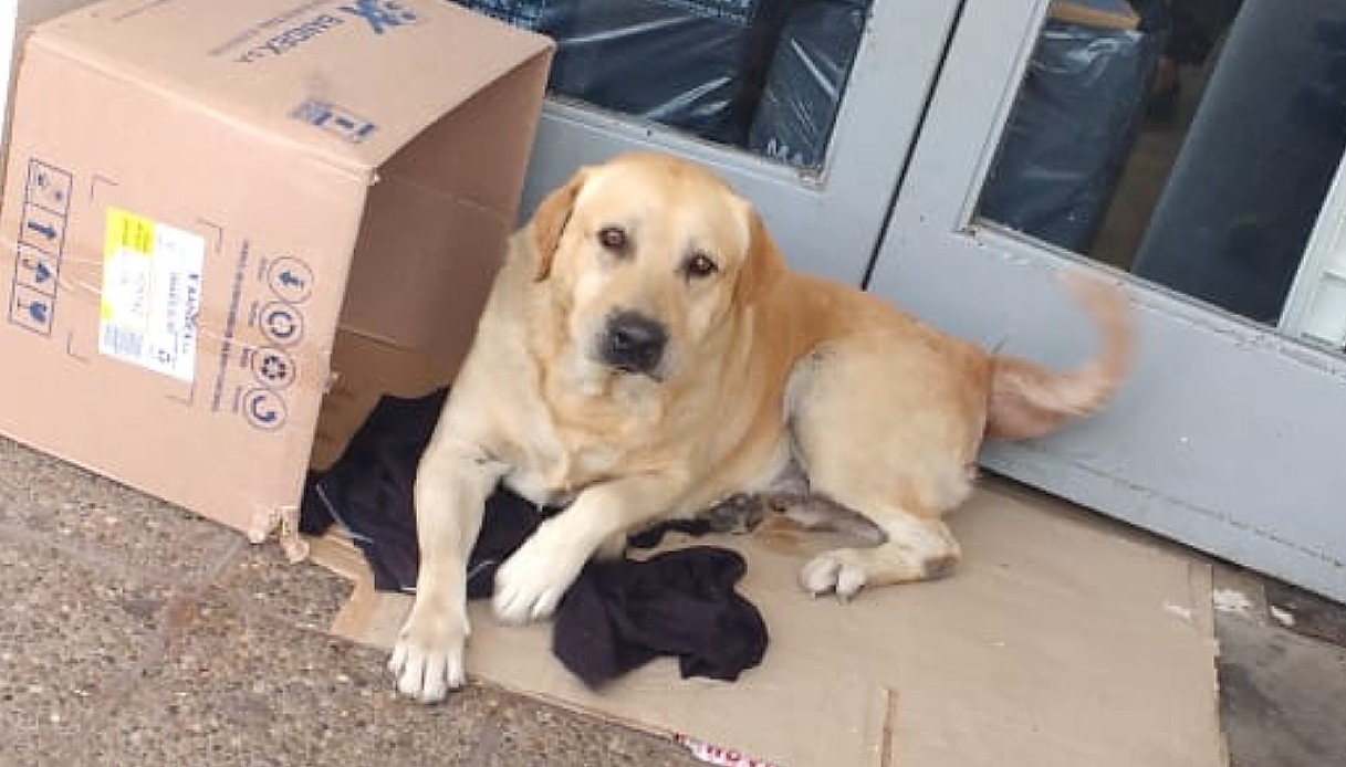 Argentina, cane aspetta per una settimana fuori dall'ospedale il suo padrone morto