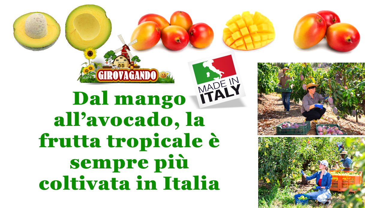 I cambiamenti climatici hanno effetti sulla produzione agricola, così al sud le coltivazioni tradizionali vengono sostituite da quelle di frutta tropicale.