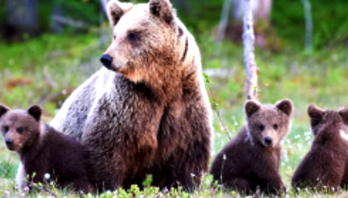 Gli animalisti scendono in piazza contro la legge  «ammazza orsi» della Provincia di Trento dopo l’abbattimento di M90.