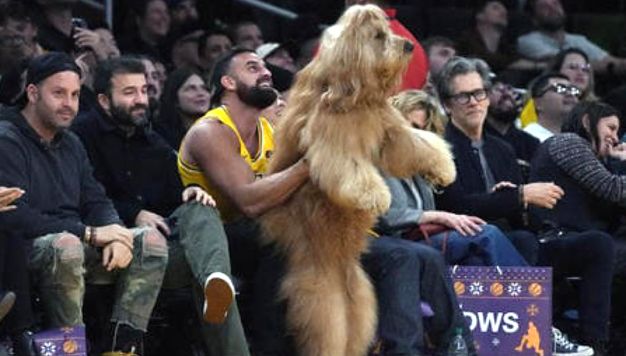 Il cane star dei social che tifa Lakers e fa impazzire l’America