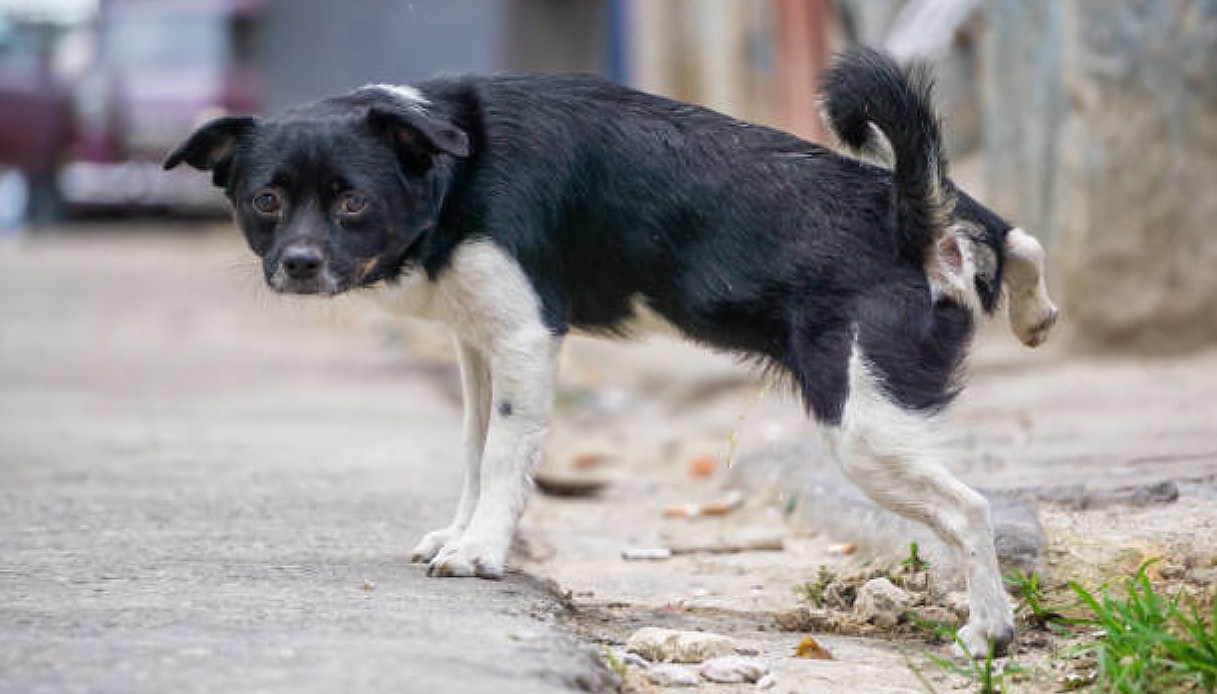 Obbligatorio pulire anche la pipì dei cani da strade e angoli dei muri: scatta l'ordinanza del sindaco di Vasto “CHIETI”