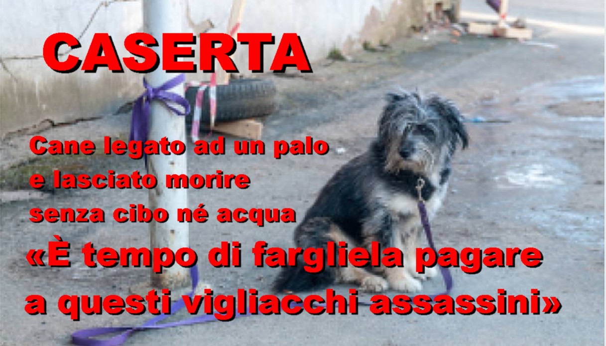 Cane legato ad un palo e lasciato morire, choc a Caserta: l'animale lasciato senza cibo né acqua