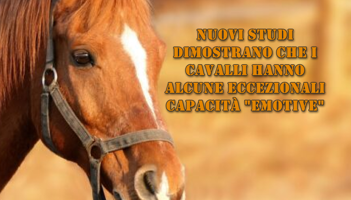 Nuovi studi dimostrano che i cavalli hanno alcune eccezionali capacità 
