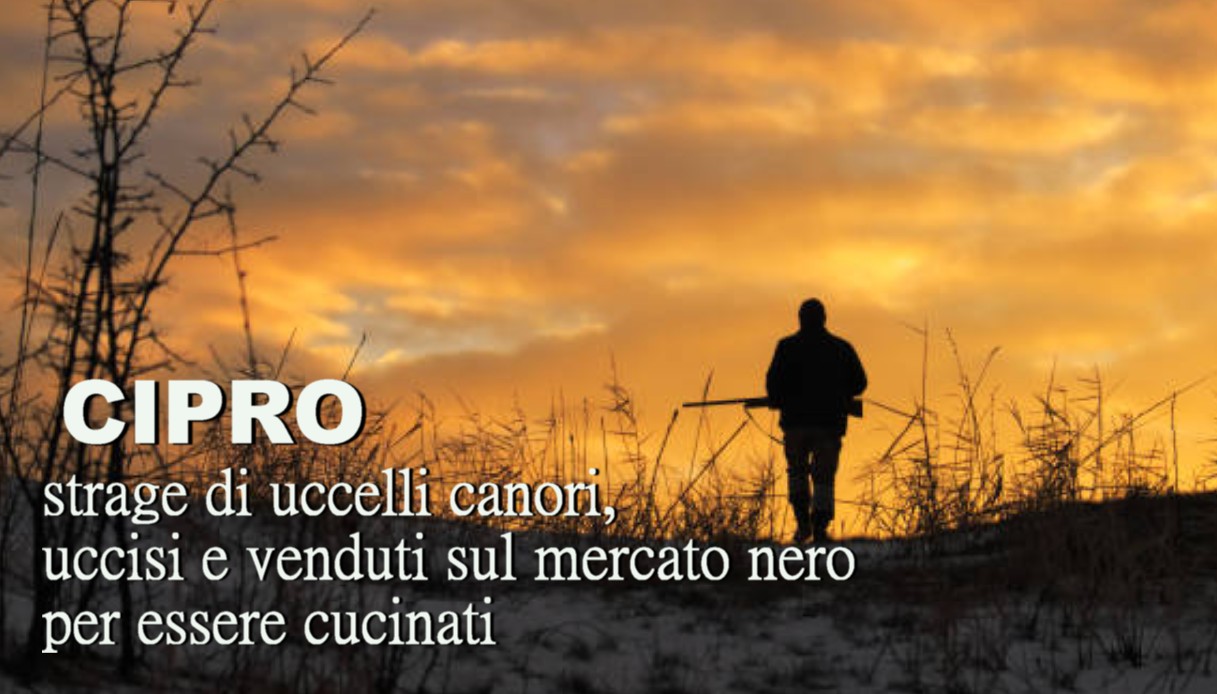 A Cipro, strage di uccelli canori, uccisi e venduti sul mercato nero per essere cucinati