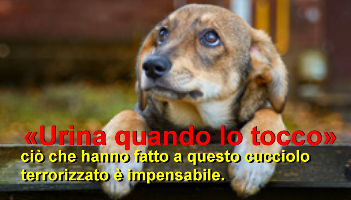 Cane Solo e tenuto in condizioni pietose «Urina quando lo tocco»: ciò che hanno fatto a questo cucciolo terrorizzato è impensabile