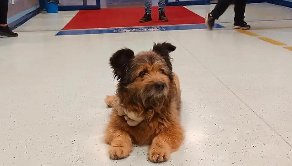 Perugia.Cane aspetta per cinque ore al pronto soccorso il suo padrone