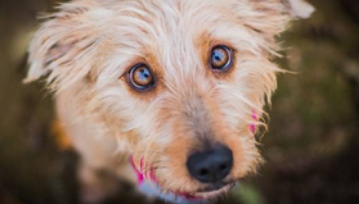 Cane mangiato vivo dalle pulci, al padrone condannato a non avere più animali