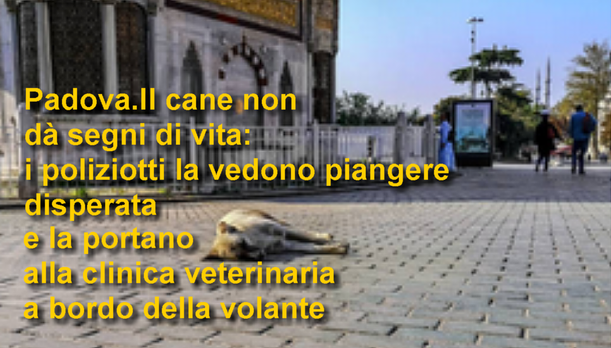 Il cane non dà segni di vita: i poliziotti la vedono piangere disperata e la portano alla clinica veterinaria a bordo della volante