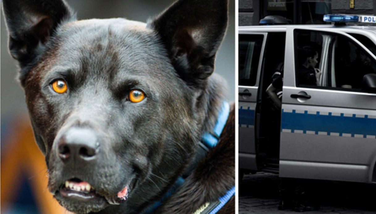 Cane poliziotto Bear: Muore asfissiato: Dimenticato dentro la camionetta «con 40 gradi» Ex agente colpevole di negligenza