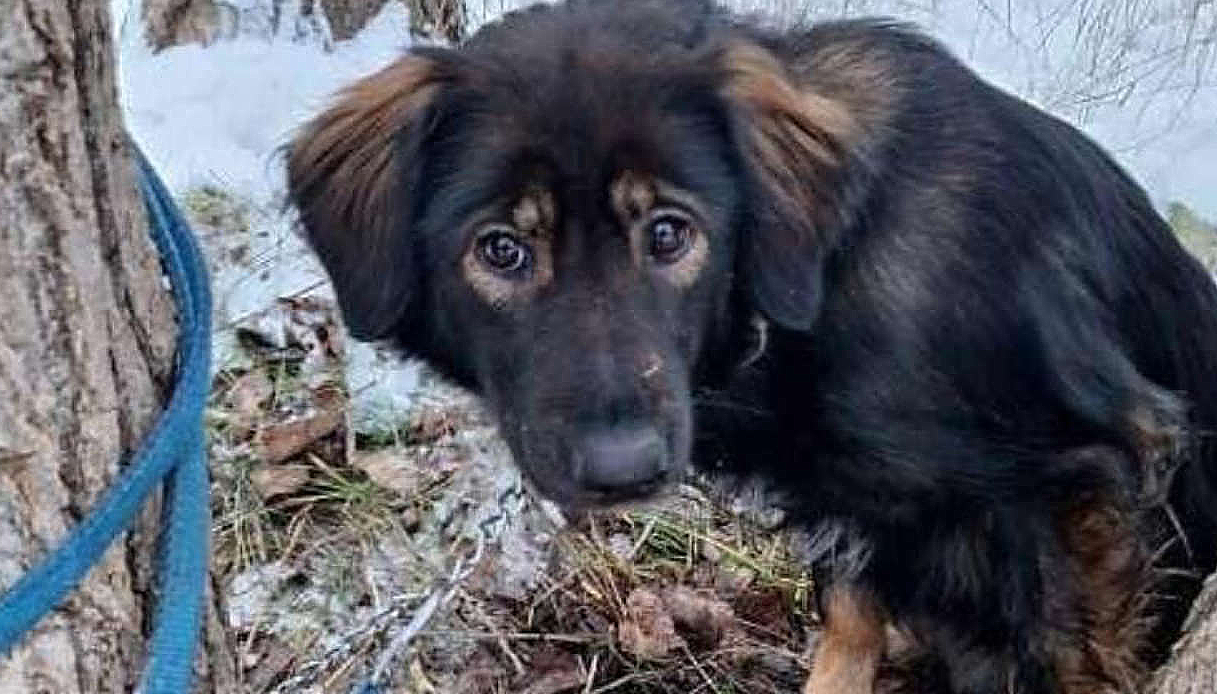 Cane tremante trovato legato ad un albero: le sue condizioni fanno temere il peggio