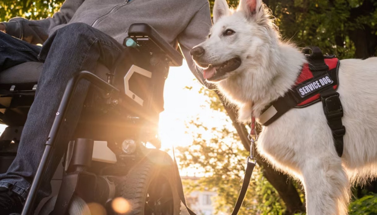 Cani da soccorso o poliziotto? Un'IA rivela il “mestiere” adatto alla personalità canina