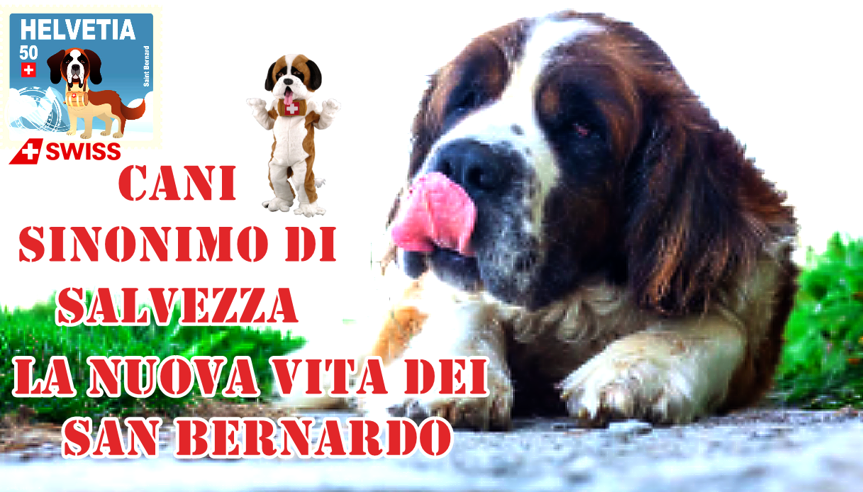 La nuova vita dei San Bernardo: Cani sinonimo di salvezza