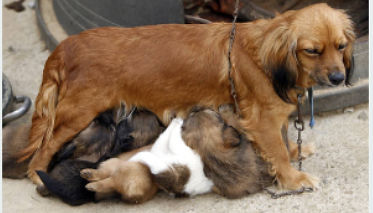 Carne di cane vietata in Corea del Sud. Periodo di transizione di tre anni
