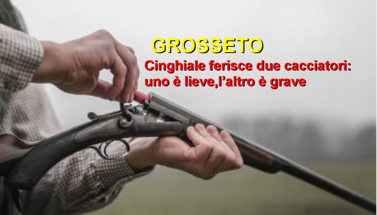 Grosseto.Cinghiale ferisce due cacciatori: uno è lieve, l’altro è grave