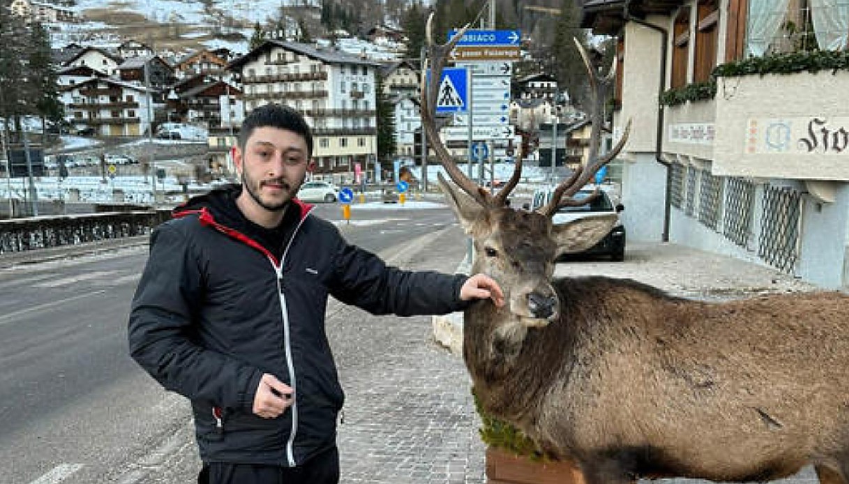 Cortina d'Ampezzo.Tutti pazzi per il cervo Isaia, tante foto e coccole per l'animale che ha mangiato le mele dai banchi del mercato