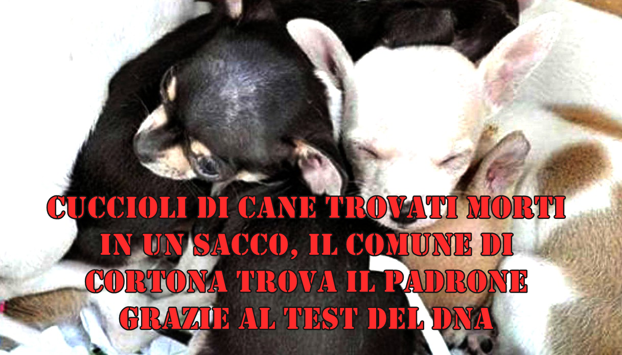 Cuccioli di cane trovati morti in un sacco,il Comune di Cortona trova il padrone grazie al test del Dna