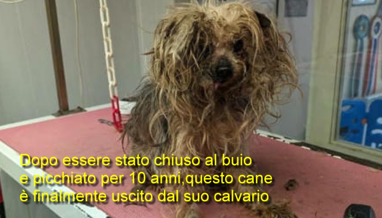 Dopo essere stato chiuso al buio e picchiato per 10 anni, questo cane è finalmente uscito dal suo calvario