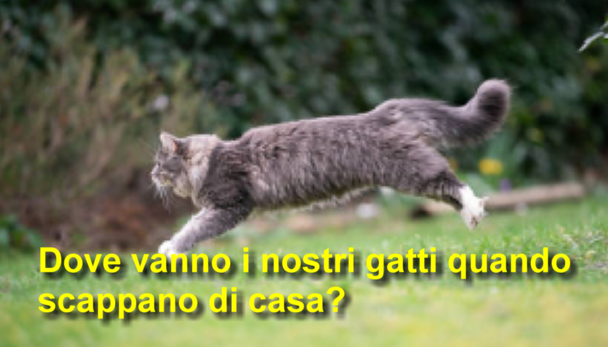 Dove vanno i nostri gatti quando scappano di casa? 