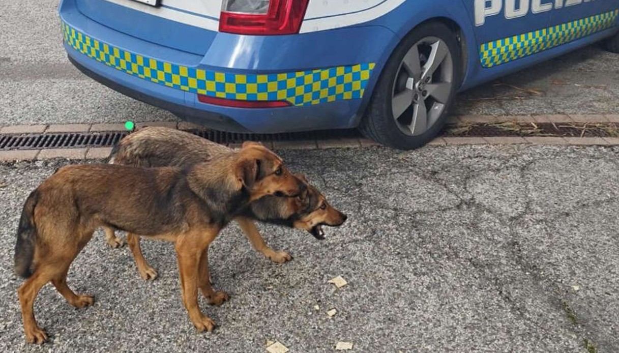 Due cagnolini sono stati salvati dalla Polizia stradale di Cagliari sulla statale 131 Carlo Felice nei pressi di Sardara. 