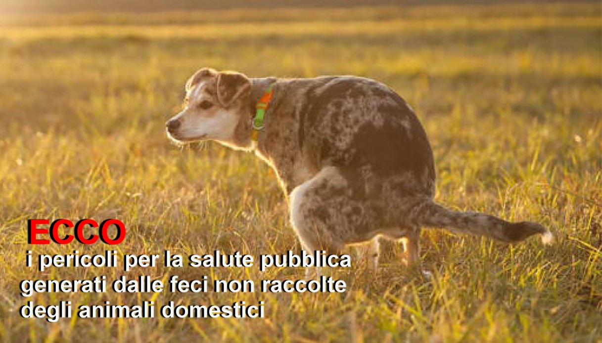 I pericoli per la salute pubblica generati dalle feci non raccolte degli animali domestici