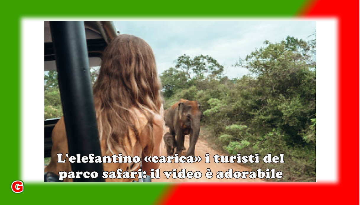 L'elefantino «carica» i turisti del parco safari: il video è adorabile