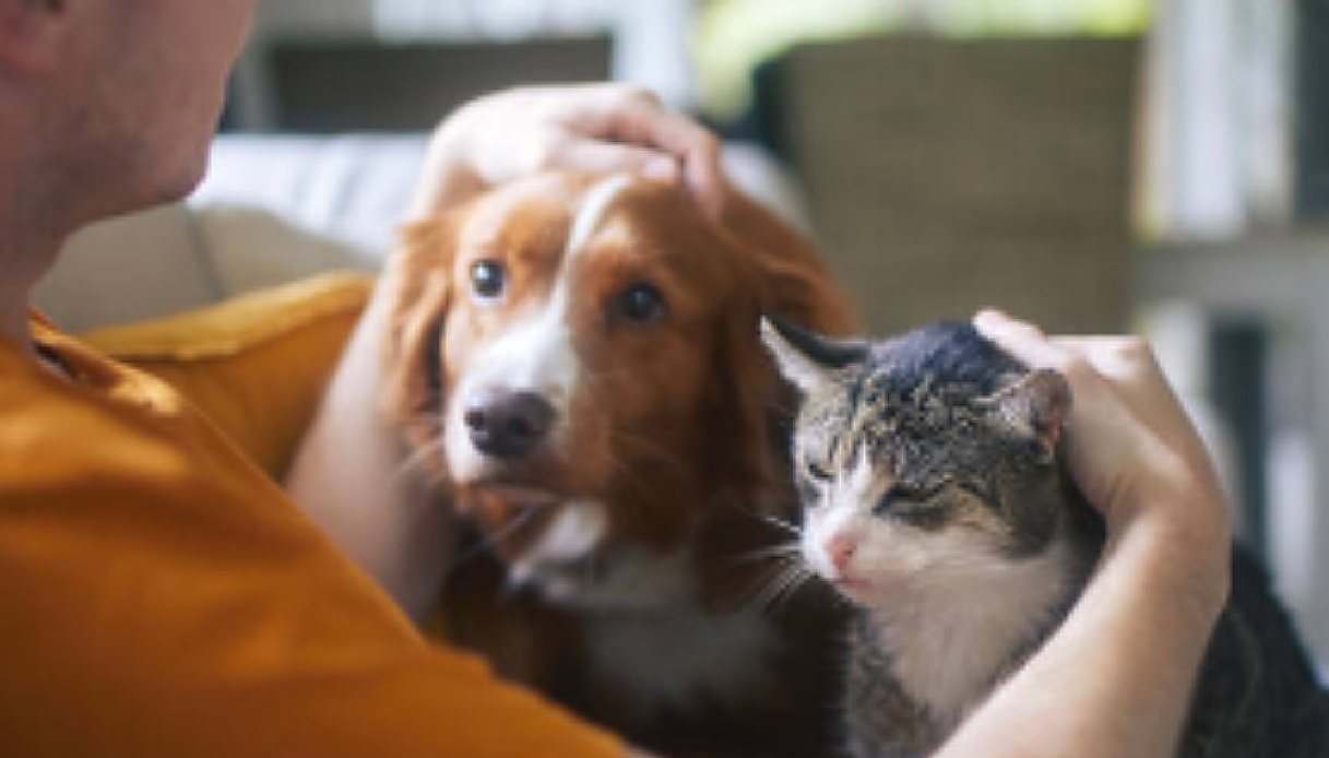 Padova,emergenza maltrattamenti animali: presentata la nuova Task Force della Polizia locale