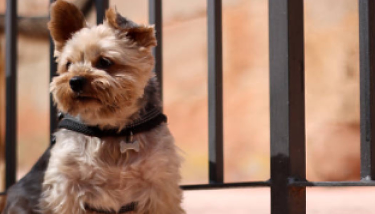 Famiglia compra un cagnolino come regalo di Natale e lo abbandona perché morde le pantofole