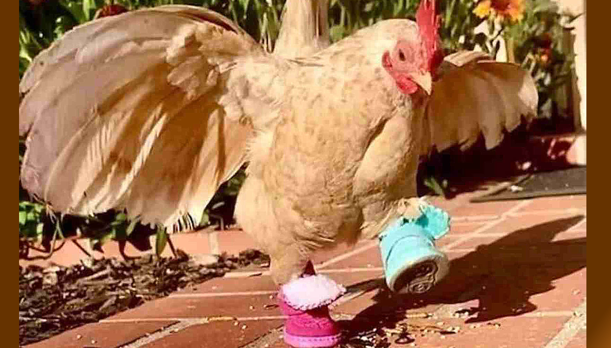 Gallina senza dita conquista gli utenti di Internet e riceve piccole scarpe per poter camminare