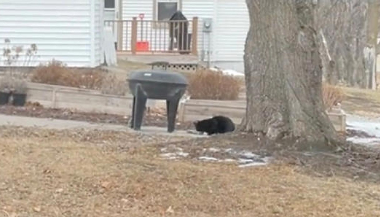 2 architetti hanno un'idea geniale per aiutare un gatto randagio a stare al caldo in inverno