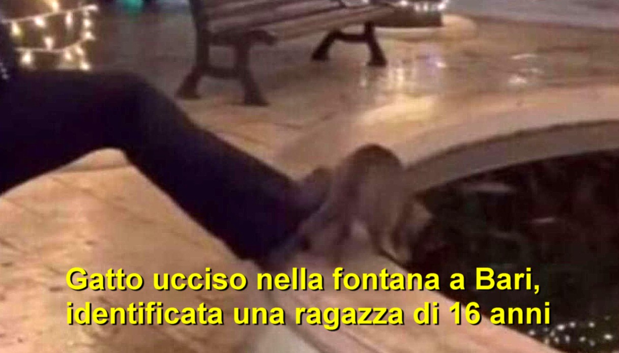 Gatto ucciso nella fontana a Bari, identificata una ragazza di 16 anni