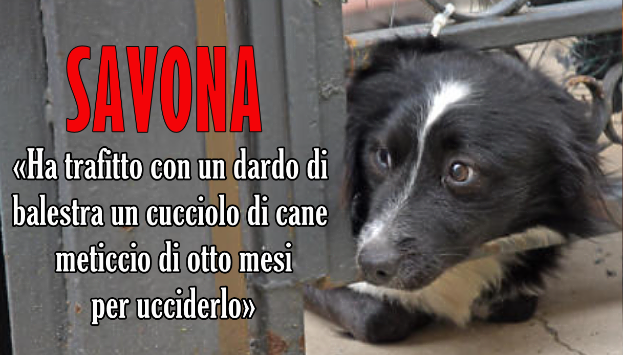   Savona: Cane trafitto da un dardo di balestra 