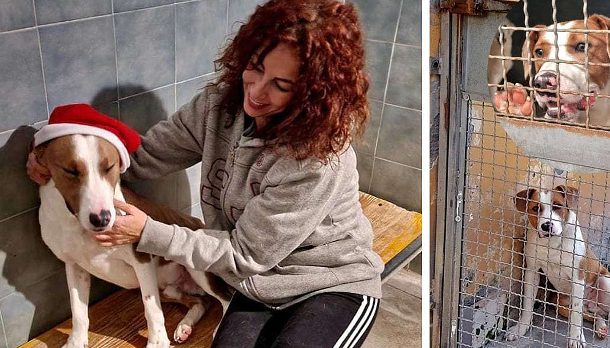 IL Pitbull, Biagio che non trova casa: perché? Le parole della volontaria