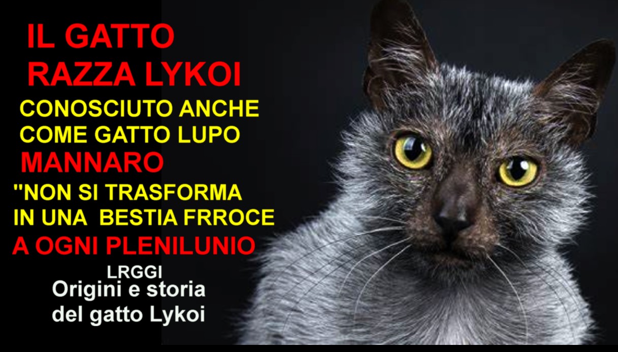 Il Lykoi,non si trasforma in una bestia feroce a ogni plenilunio