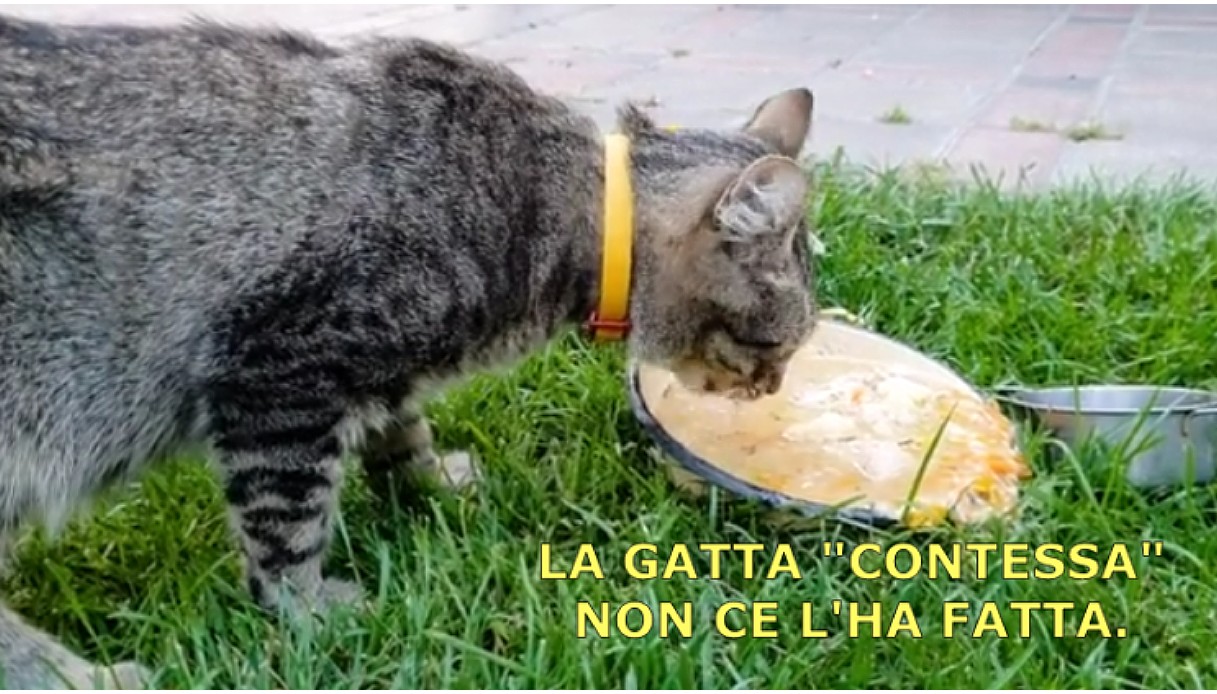 La Gatta «Contessa» non ce l’ha fatta