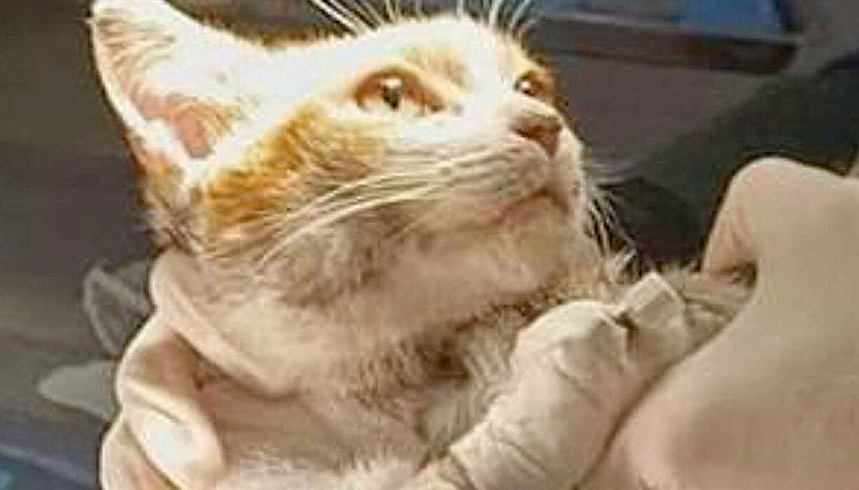 Fiaccolata per chiedere giustizia per Leone, il gattino morto dopo la tortura