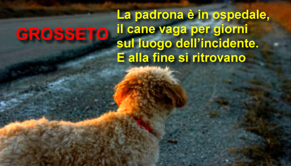 Grosseto.La padrona è in ospedale, il cane vaga per giorni sul luogo dell’incidente. E alla fine si ritrovano