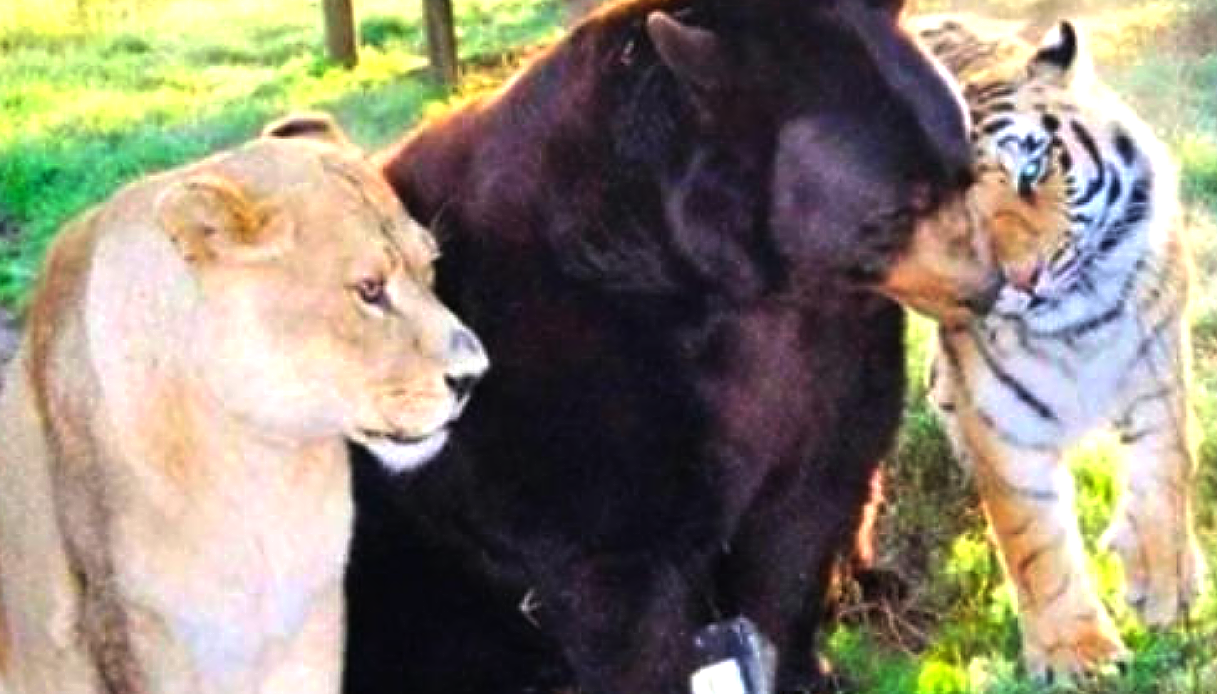 Leone,orso, e tigre rinchiusi nella stessa gabbia di un seminterrato: «Da cuccioli hanno sofferto, ora sono migliori amici»