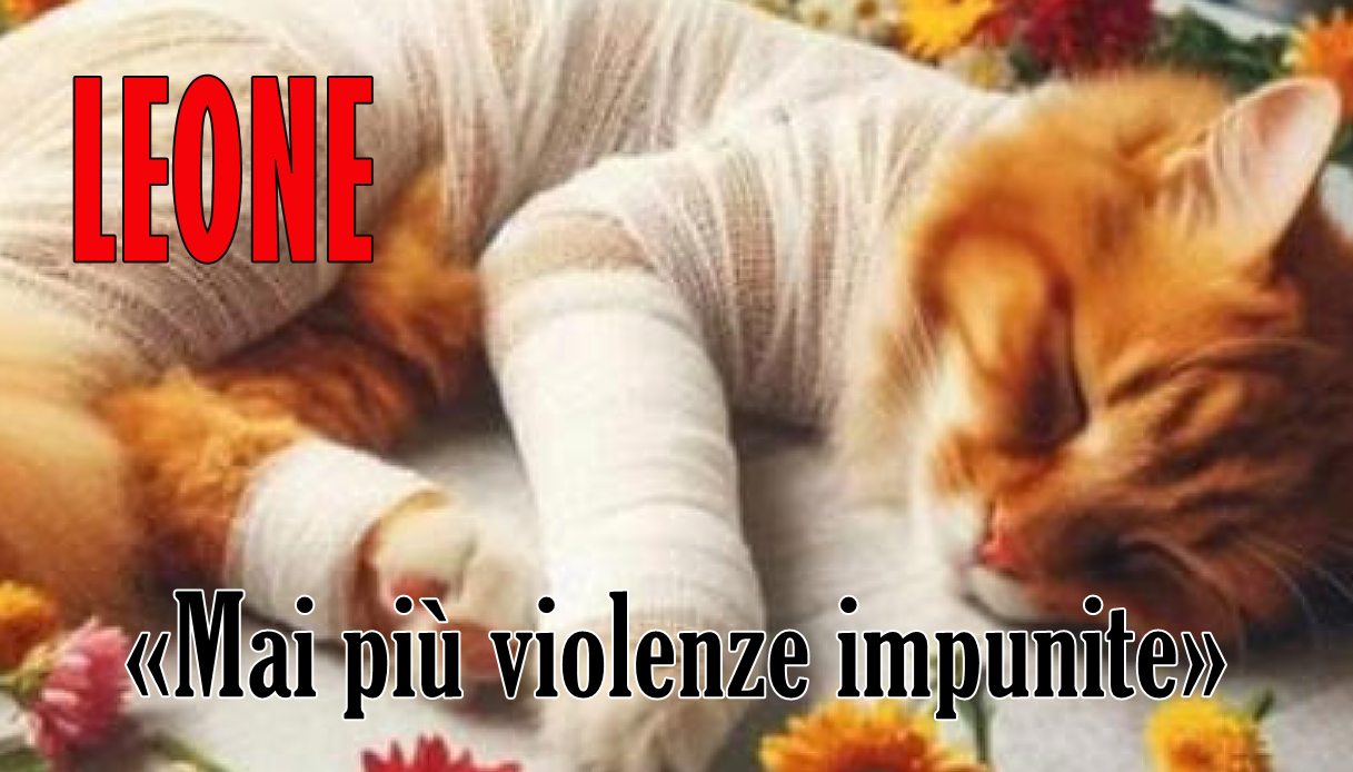 Leone:Il gatto  scuoiato vivo, domenica la fiaccolata ad Angri. Il caso in Parlamento: «Mai più violenze impunite»