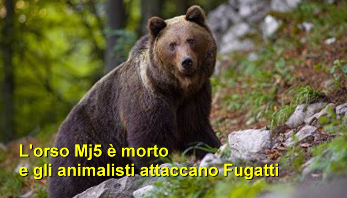 L'orso Mj5 è morto e gli animalisti attaccano Fugatti