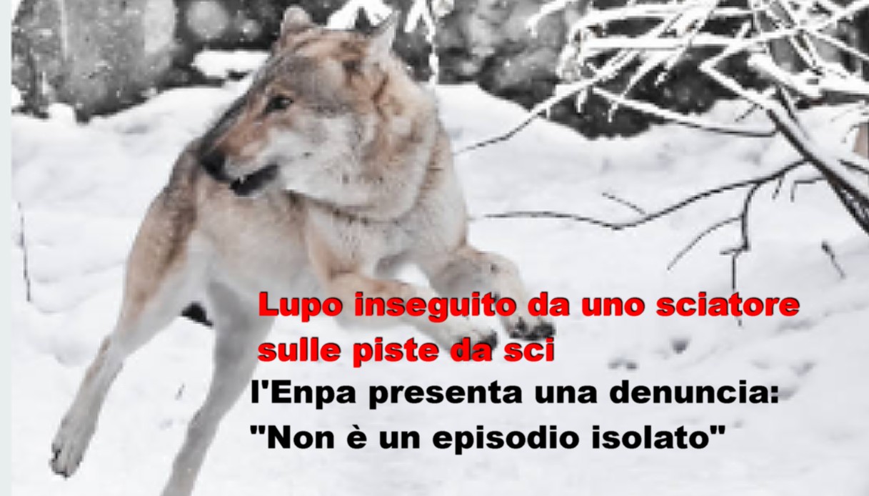 Lupo inseguito da uno sciatore sulle piste da sci,l'Enpa presenta una denuncia: “Non è un episodio isolato”