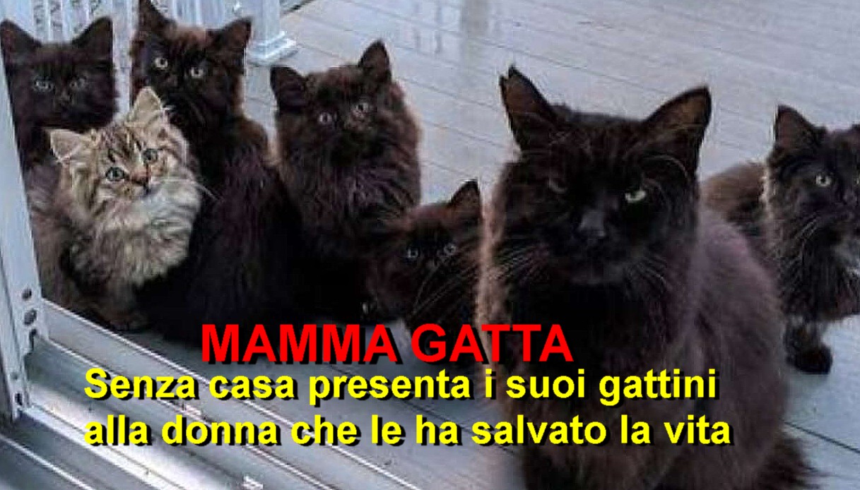Mamma Gatta senza casa presenta i suoi gattini alla donna che le ha salvato la vita