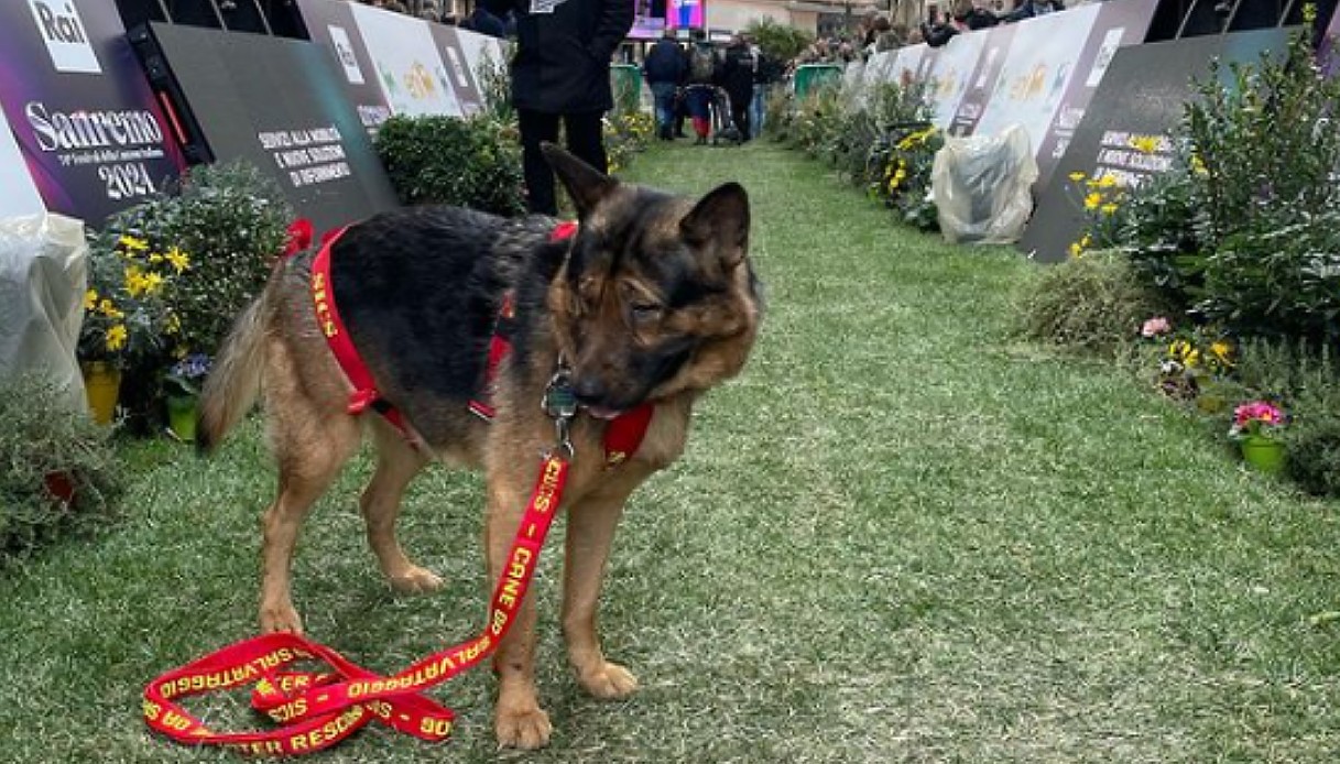 Marley, il supercane cieco ospite a Casa Sanremo «PALAFIORI»